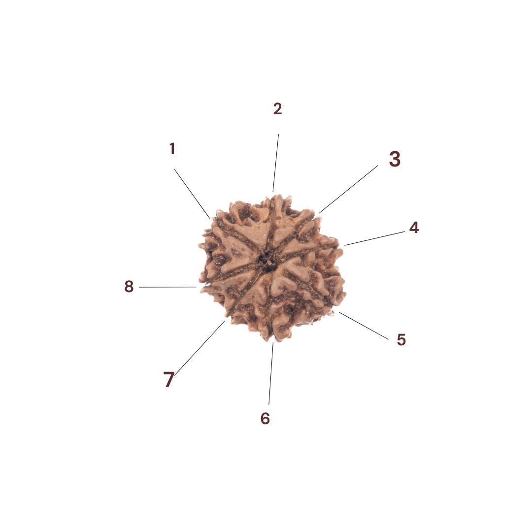 Eight faces of 8 mukhi rudraksha