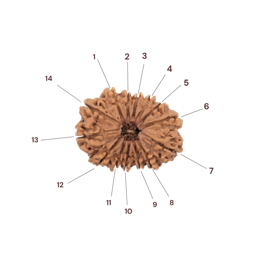 Fourteen faces of 14 mukhi rudraksha
