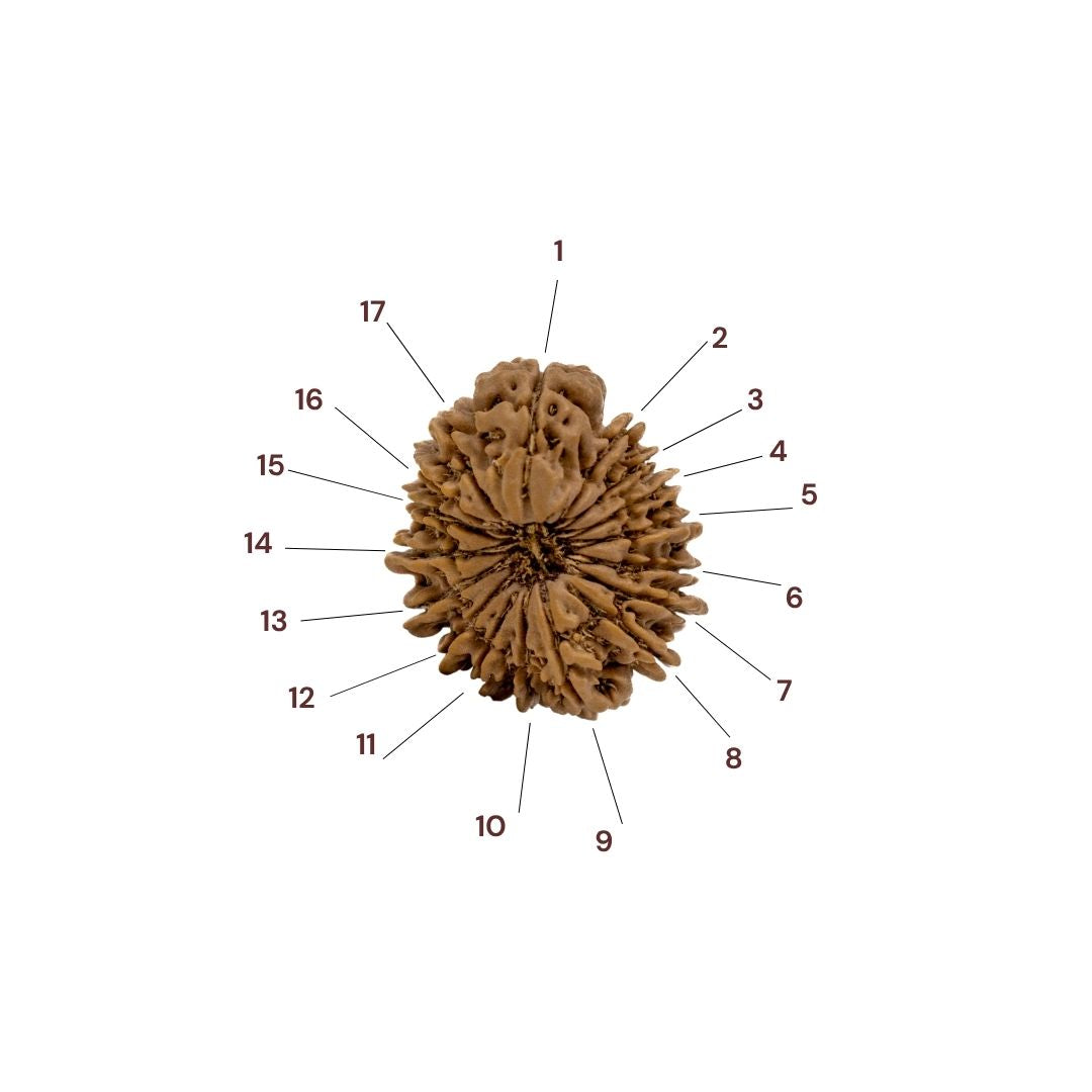 Seventeen faces of 17 mukhi rudraksha