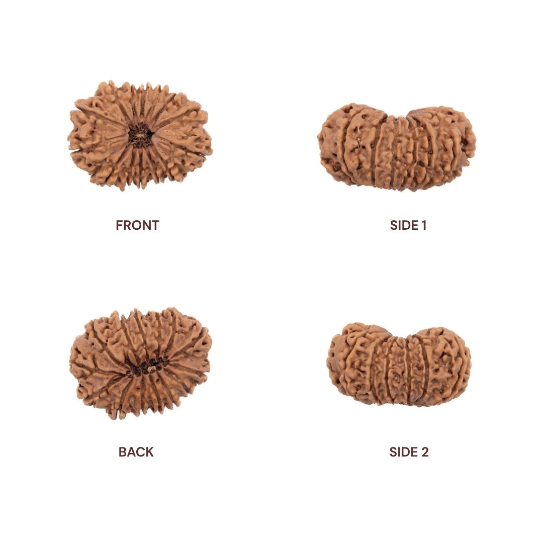 Side angles of 14 mukhi rudraksha