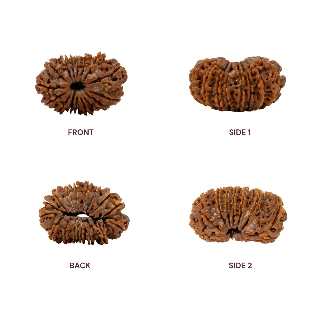 Different sides and angles of 17 mukhi rudraksha
