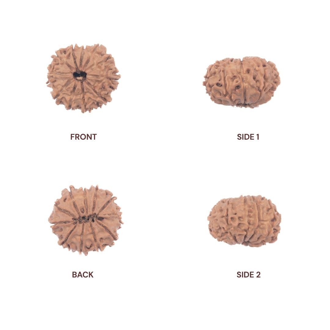 Sides of 11 mukhi rudraksha