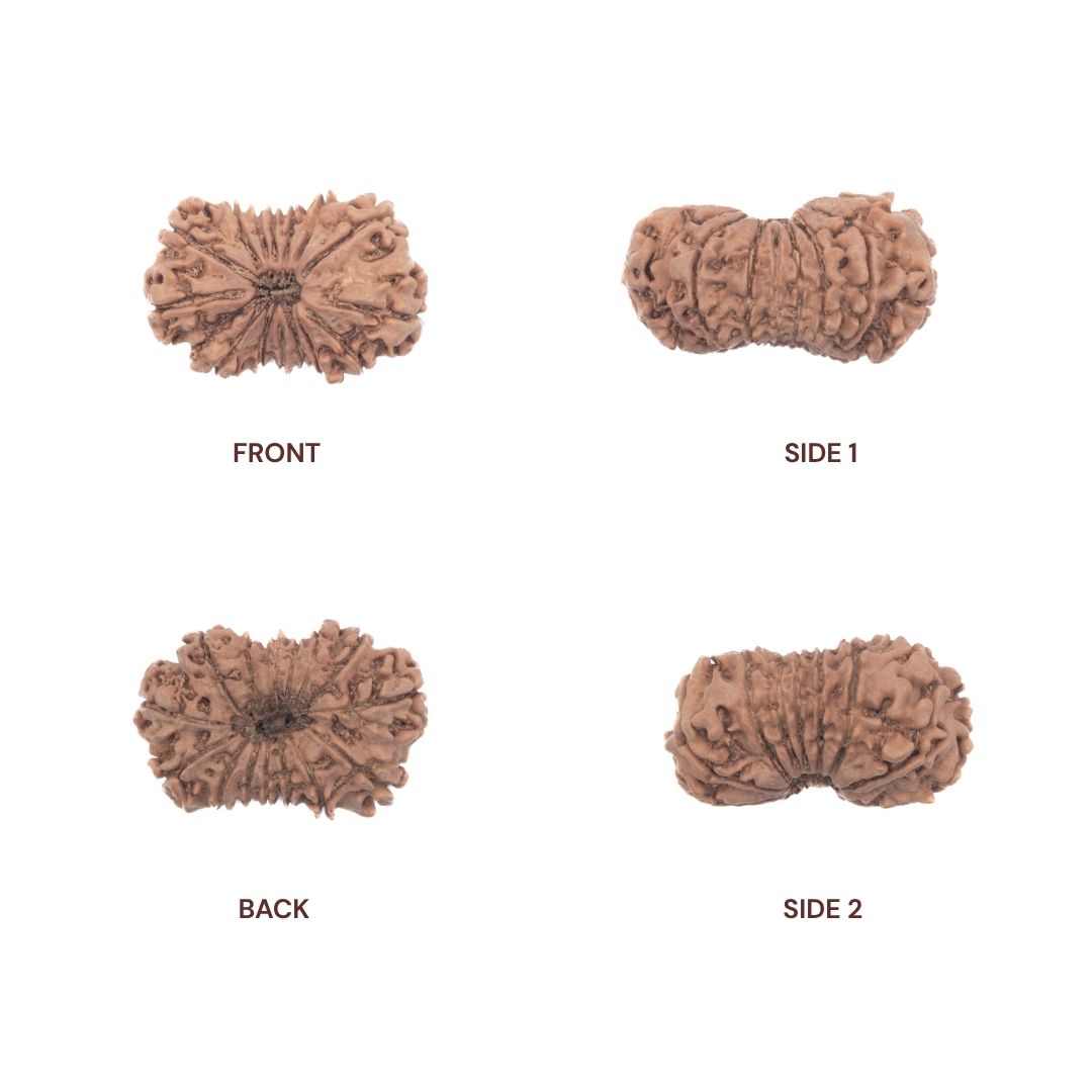 Sides of 15 mukhi rudraksha