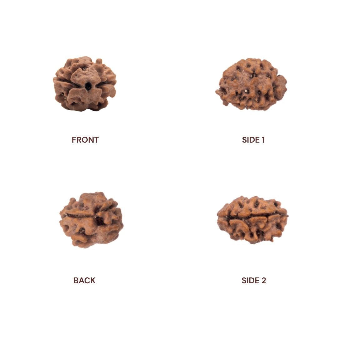 Different sides of 2 Mukhi Rudraksha