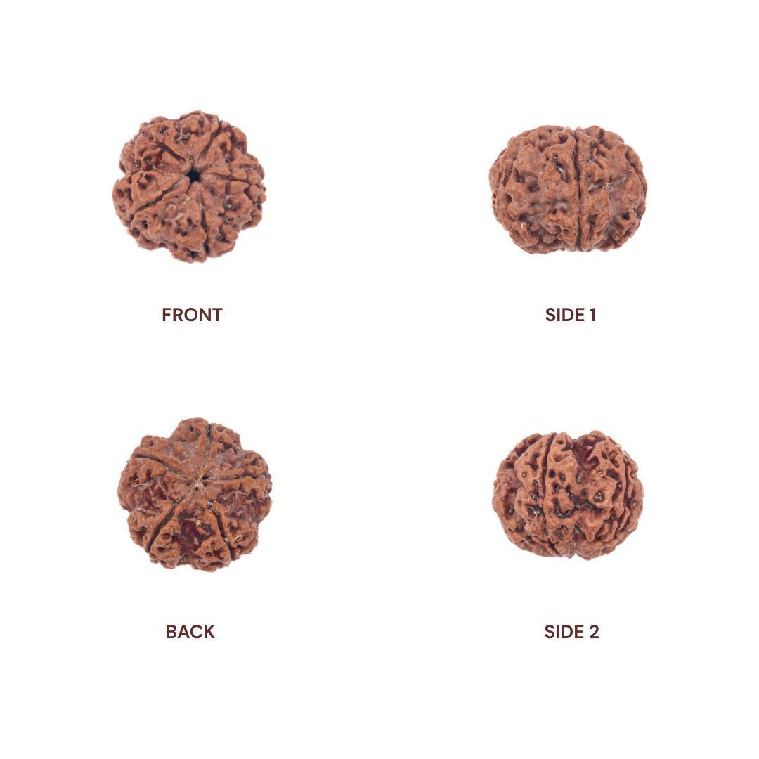 Different sides of 5 Mukhi Rudraksha