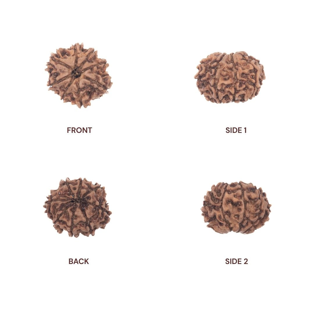 Sides of 8 mukhi rudraksha