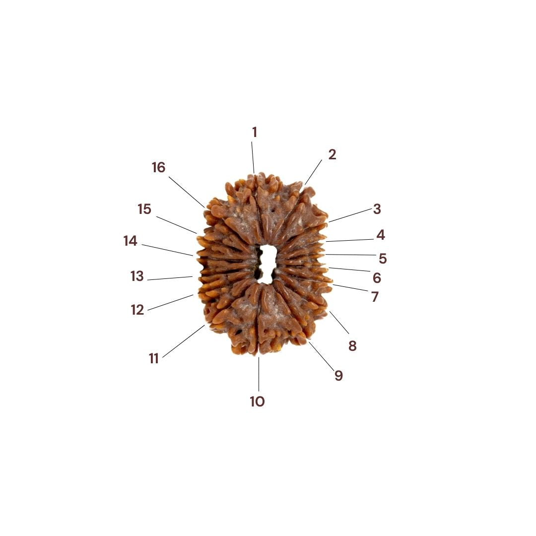 Sixteen faces of 16 mukhi rudraksha