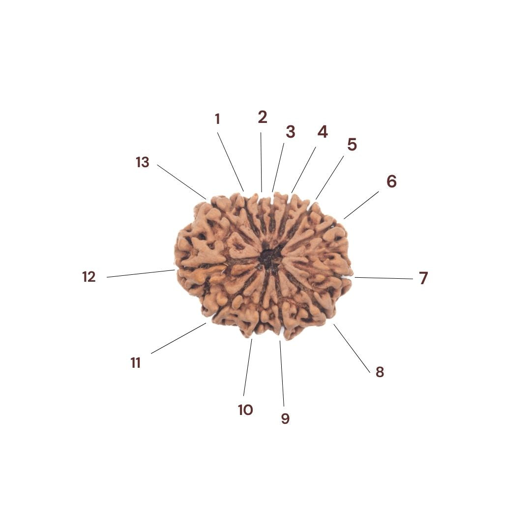 Thirteen faces of 13 mukhi rudraksha