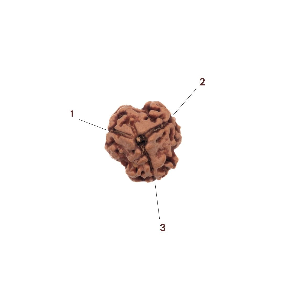 Three faces of 3 Mukhi Rudraksha